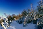 Przygięte pod ciężarem lodu drzewa na Roztoczu Szczebrzeszyńskim