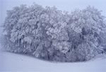 Sroga zima na Roztoczu Środkowym - okolice wsi Rachodoszcze