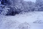 Roztoczański zakątek w zimowej szacie - okolice wsi Rachodoszcze