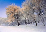 Pogodny zimowy poranek w Zamościu nad Łabuńką. Drzewa niestety już nie istnieją, bo zostały wycięte