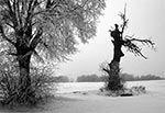 Drzewo pomnik na skraju Roztocza Środkowego i Grzędy Sokalskiej - od dawna nie istnieje