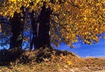 Stare lipy jesienią na Roztoczu Zachodnim - pomiędzy nimi stoi stary krzyż. Przy szlaku z Kawęczynka do drogi 74