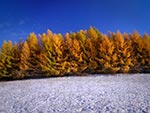 Jaśniejące żółcieniami modrzewie (ostatnie akordy jesieni) oraz pierwszy śnieg - czyli granica dwóch pór roku na jednym kadrze. Jesteśmy na Roztoczu Środkowym