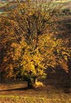 Prastare drzewo jesienią - Roztocze Środkowe