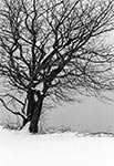 Zimowe drzewo na polach między Obroczą a lasami Roztoczańskiego Parku Narodowego