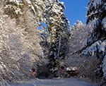 Zimą ta droga należy do najbardziej urokliwych na całym Roztoczu - wiedzie pod Bukową Górą ze Stawów Echo do wsi Sochy  (Max. wielkość obrazu - 45 mln.pix).