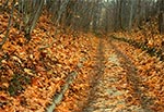 Jesienna droga na Roztoczu Środkowym prowadząca do cmentarza w Szewni