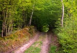Okolice rezerwatu Pańska Dolina na Działach Grabowieckich to bardzo dobre miejsce do jazdy MTB