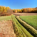 Droga pośród modrzewiowych podstarzałych młodników na Roztoczu Środkowym - góra na południe od Kosobud