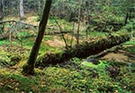 Potok Świerszcz