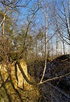 Częsty widok na zboczach wąwozów - zakrzywione drzewa. Krzywią się gdy grunt się osuwa, a drzewo próbuje zachować pion