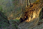 Lessowe wąwozy Roztocza - Las Cetnar. Zdjęcie z czasów kiedy droga biegnąca wzdłuż tego wąwozu była kompletnie nieprzejezdna, co czyniło go niezwykle dzikim